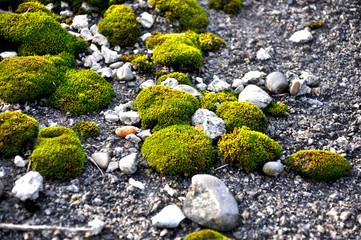 green moss grown on the ground between the stones. Summer