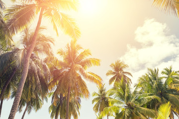 Fototapeta na wymiar Tropical coconut palm trees with sun on sunset sky.