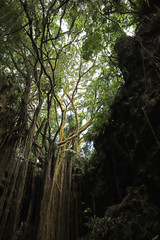 【沖縄県 日本の観光名所】ガンガラーの谷のウフシュガジュマル	