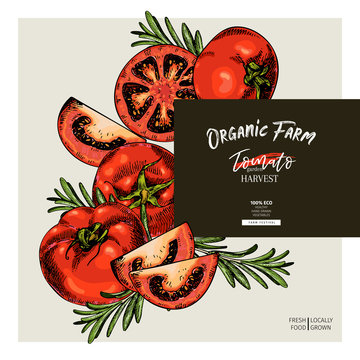 Hand drawn label of tomato and rosemary ketchup sauce. Vector colored vintage art. Set of farm vegetables. Organic sketched vegetarian objects. For restaurant, menu, package, market, flyer, template.