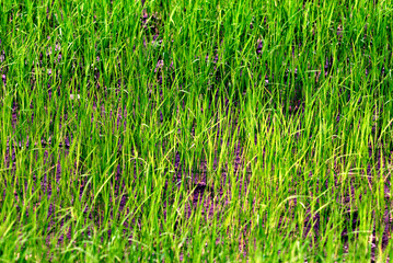 Fields and rice plants