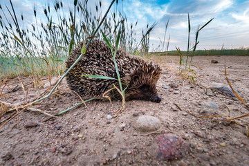 young hedgehog in a wheat field at sunset