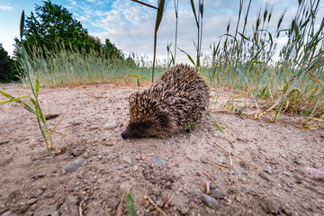young hedgehog in a wheat field at sunset