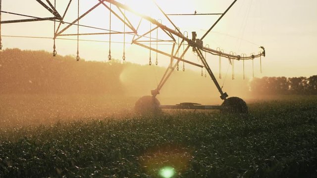 Agricultural irrigation system watering cornfield at sunset
