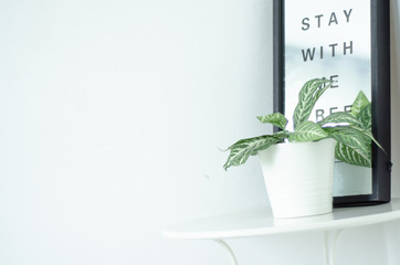 Small white flower pots and small green trees in the room.Copy space.Do not focus on the main object of this image.