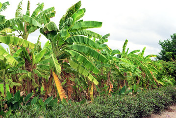 The banana trees