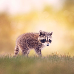 Fototapeta premium Baby Raccoon walking on the grass