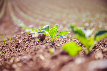 Fresh green plants on an agriculture field