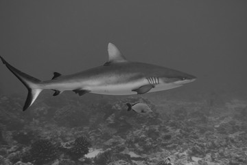 Grey reef shark (Carcharhinus amblyrhynchos), Rangiroa atoll, French Polynesia.