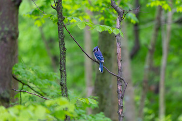 Blue jay (Cyanocitta cristata) in the city  park