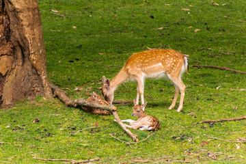 mothers deer with their fawns, next to a herd of females