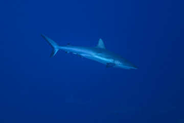 Grey reef shark (Carcharhinus amblyrhynchos), Rangiroa atoll, French Polynesia.