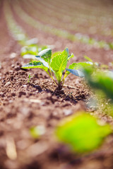Fresh green plants on an agriculture field