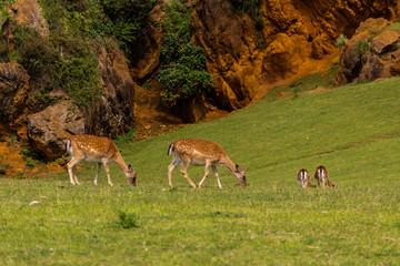 mothers deer with their fawns, next to a herd of females