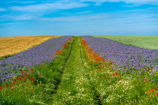Scenic grain fields with borders of blue and red flowers