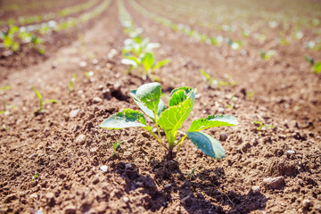 Fresh green plants on an agriculture field