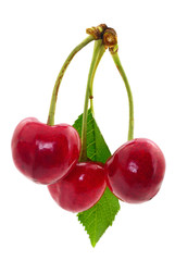 Ripe sweet cherry fruit.