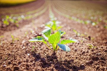 Fresh green plants on an agriculture field