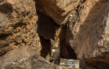 Katze im Felsen