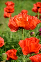 Naklejka premium red poppies closeup background card,