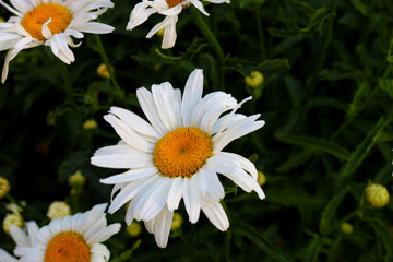 White daisies in the garden