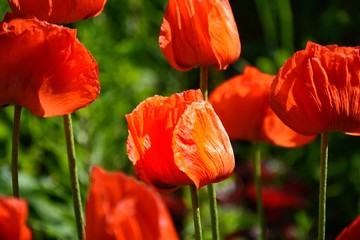 field of tulipsred poppies closeup background card,