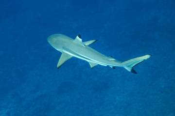 Silvertip shark (carcharhinus albimarginatus) of Rangiroa atoll, French Polynesia.