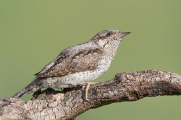 Closeup of Eurasian wryneck (Jinx torquilla)