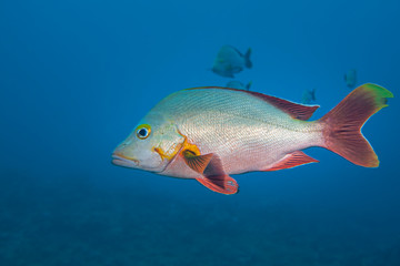 Humpback red snapper (Lutjanus gibbus) of Moorea island