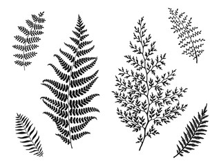 Set of beautiful leaves silhouettes, hand drawn vector illustration. Template for your design.