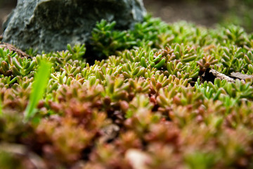 Schönheit des Gartens