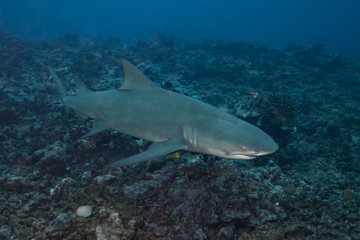 Lemon Shark (Negaprion brevirostris) of Moorea island.