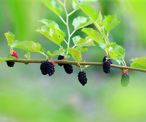 Many ripe mulberry, on the mulberry tree