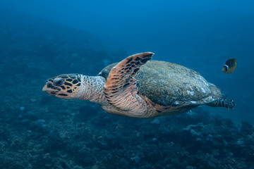 Hawksbill turtle (Eretmochelys imbricata) of Rangiroa atoll, French Polynesia.
