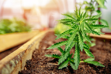 Marijuana sprout on farm cannabis grows in plantation greenhouse. Hemp leaf at sunset