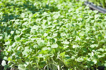 small green seedlings for sale