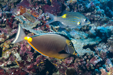 Naklejka na ściany i meble Moray eel (Gymnothorax javanicus) of Rangiroa atoll, French Polynesia.