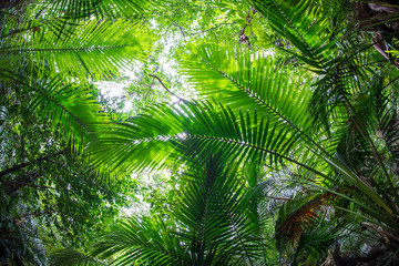 Obraz na płótnie Canvas 熱帯の森、石垣島2