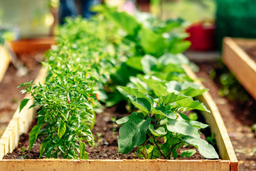 Red chili pepper grows on green branch, plantation of vegetables in greenhouse