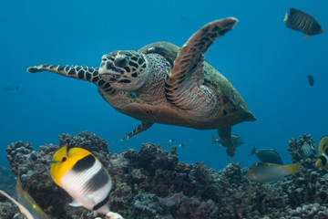 Hawksbill turtle (Eretmochelys imbricata) of Rangiroa atoll, French Polynesia.