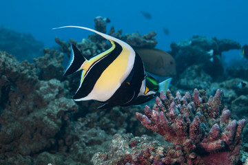 Pennant coralfish ( Heniochus acuminatus) of Rangiroa atoll, French Polynesia.