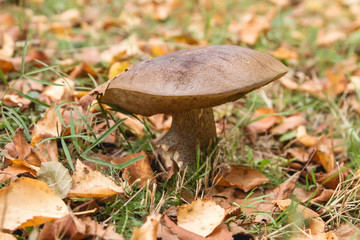 Bosletus toadstool growing wild in the sautumnal forest