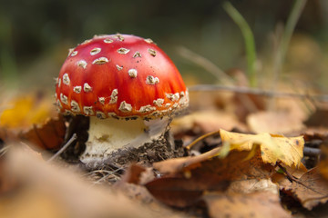 Amanita muscaria growing among the forest fallen leaves