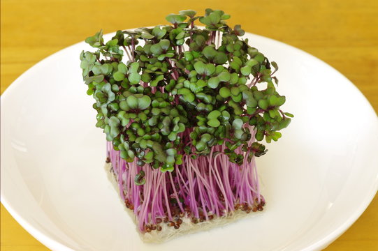 318 Best レッドキャベツ Images Stock Photos Vectors Adobe Stock