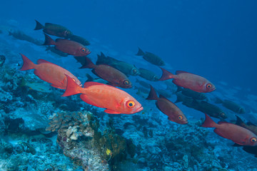 Pryacanthes fishGiant trevally (Caranx ignobilis) of Rangiroa atoll, french Polynesia.