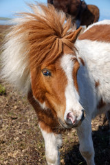 Shetlandpony