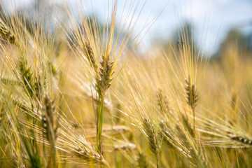 Agriculture field: Ripe ears of wheat, harvest