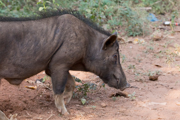 Indian pig on goa