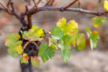 Autumn leaves of grapes. Grapevine in the fall. Autumn vineyard. Soft focus. Copy space. Closeup