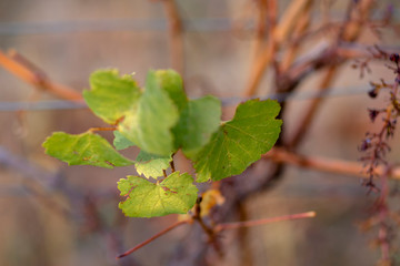 Nature blurred background. Autumn vineyard. Shallow depth of field. Copy space.